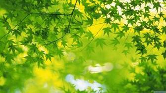 Green Nature Wallpaper Sf