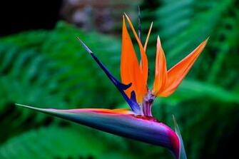 Bird Of Paradise Flower Sidbury Manor Uk