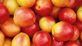 Best Nectarines Wallpaper