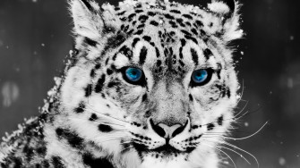Selective Coloring Animals Snow Leopards Leopard Wallpaper HD