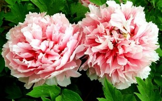 Peony Flower Wallpaper Macro Photography