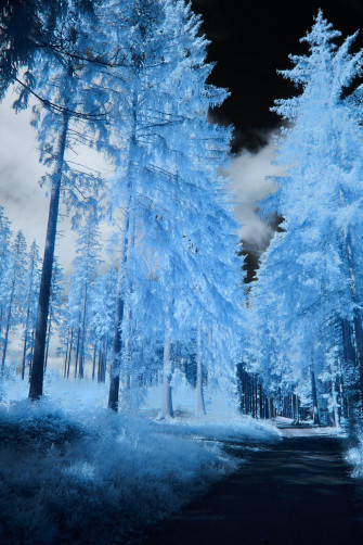 A Road Surrounded By Tall Blue Trees Under Cloudy Sky Photo