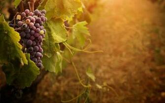 Wine Grapes Wallpaper For Desktop Amp Mobile