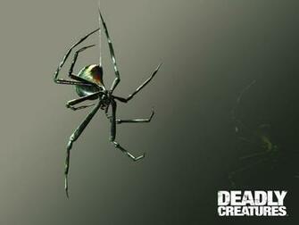 Black Widow Deadly Creatures