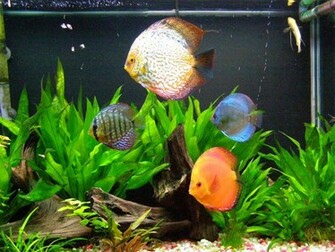 Discus Fish