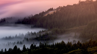 Forest Wallpaper 4k Foggy Mist Pine Trees