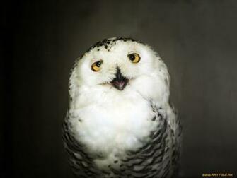 Cute Baby Owl Wallpaper