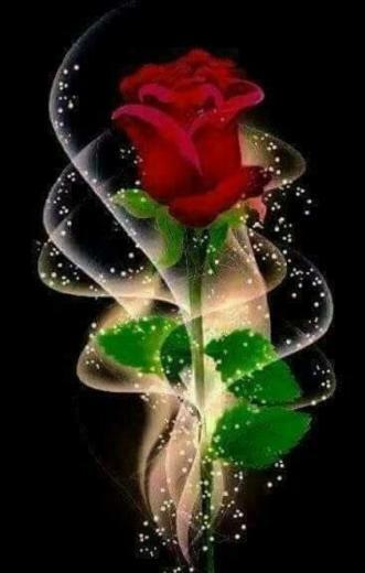 Rosita Hermosa Tweety Image Flower Wallpaper Popular Flowers