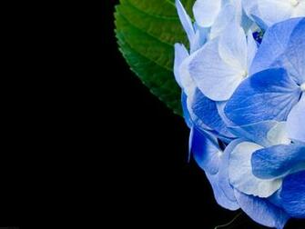 Mandolux Hydrangea Flowers HD Wallpaper Plants