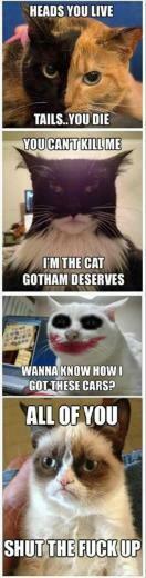 Cat Pictures Funny Grumpy Pics