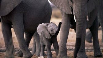 Wallpaper With A Baby Elephant HD Background