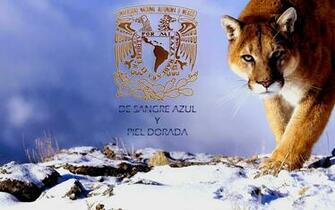 Pumas Wallpaper Picswallpaper