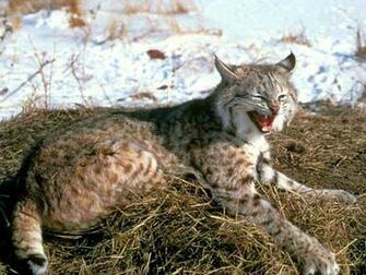 Bobcat Wallpaper Background