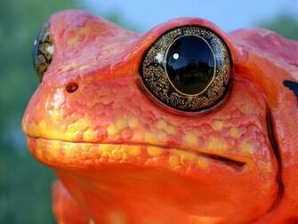 Category Animals HD Wallpaper Subcategory Frogs