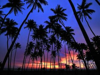 Palm Tree Background Wallpaper Win10 Themes