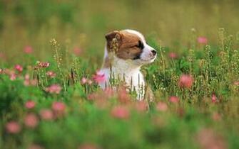 Dog Holidays Cute Outdoor Photography