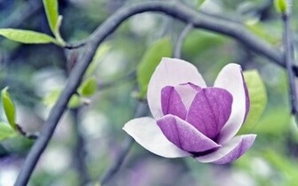 Magnolia Wallpaper Flower