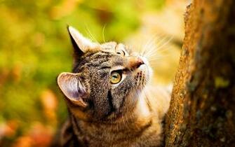 Fondo De Pantalla Animal Cat HD Wallpaper Hq 1080p