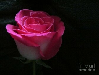 Dark Pink And Black Background Rose On