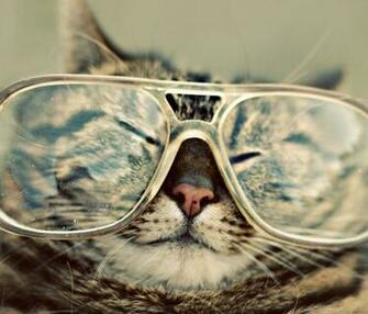 Cat In Big Glasses Wallpaper For Samsung Galaxy Tab