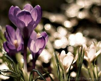 Superb Beautifull Flower High Resolution Wallpaper