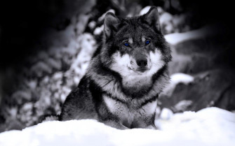 Wolf Wallpaper HD