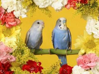 Wallpaper Exotic Birds