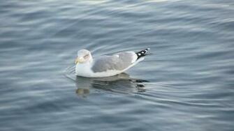 Seagull Wallpaper