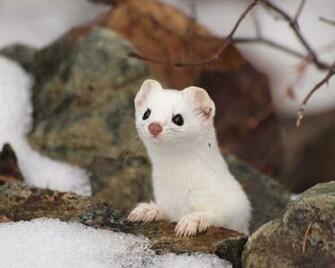 Ermine HD Wallpaper Doggos Animals Beautiful Cute