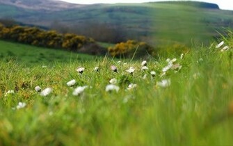 Spring Meadow Wallpaper