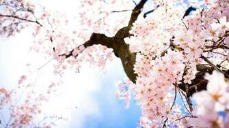 Sakura Flower Wallpaper HD Flowers