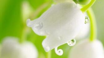 Lily Of The Valley Wallpaper