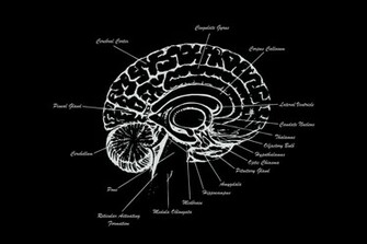 Ing Brain HD Wallpaper Color Palette Tags Category General