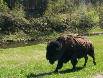 Custer State Park In The Black Hills Of South Dakota Photos