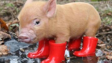 Pig Wallpaper For Desktop On