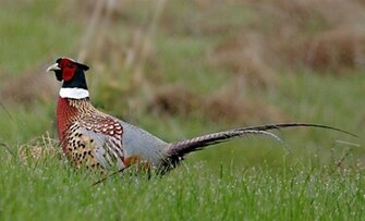 Ring Necked Pheasant Birds Wallpaper