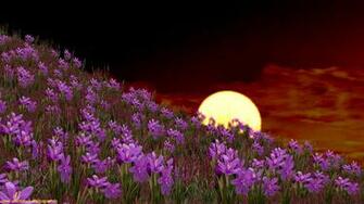 Animated Desktop Wallpaper HD