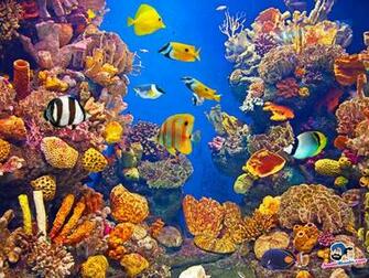 Aquatic Beauty Wallpaper The