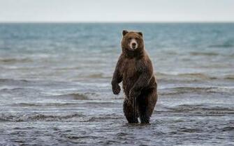 Bear Wallpaper HD Pictures One Background