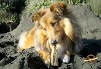 Sheltie Wallpaper