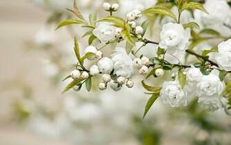 Spring Buds White Wallpaper HD S