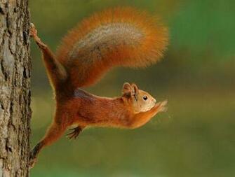 Wallpaper Funny Cute