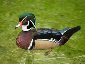 Hq Wood Duck Wallpaper