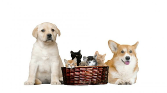 Set Pet On A White Background Stock Video Footage Storyblocks