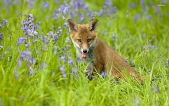 Fox Wallpaper