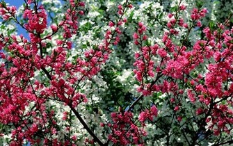 Spring Wallpaper Flower Animated