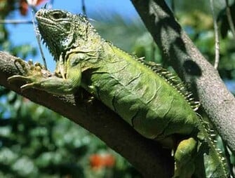 Animal Wallpaper Iguana