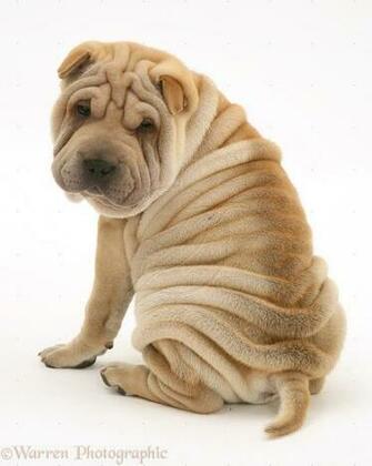 Computer Wallpaper Desktop Background Shar Pei Kb Id