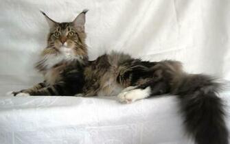 Maine Coon Cat Wallpaper This