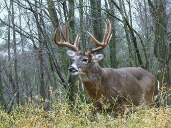 Big Buck Whitetail Deer Memes